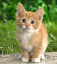 Yavru Kedi Mamaları Yavru Kedi Mamaları