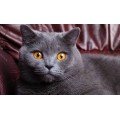 3) Yetişkin Kedi Mamaları