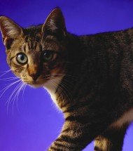 Kısır Kedi Mamaları