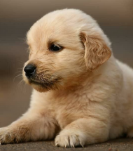 Köpek Köpek