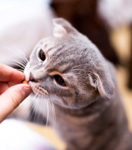 Kedi Ödülleri Kedi Ödülleri